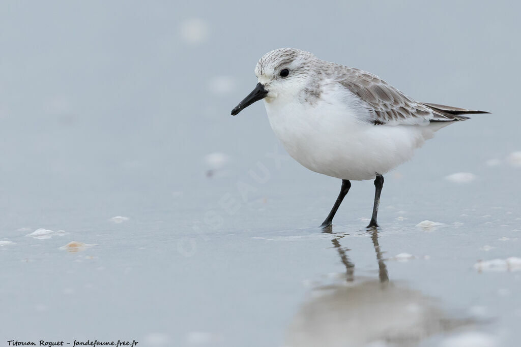 Bécasseau sanderling