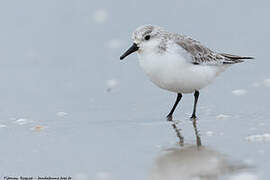 Sanderling