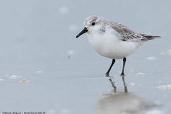 Bécasseau sanderling