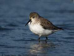 Dunlin