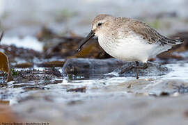 Dunlin