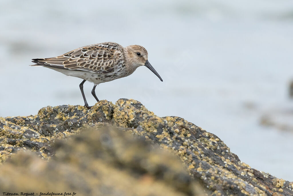 Bécasseau variable