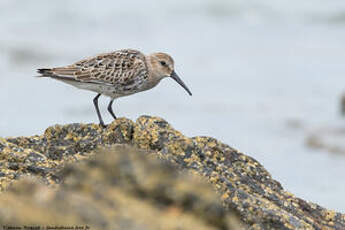 Bécasseau variable