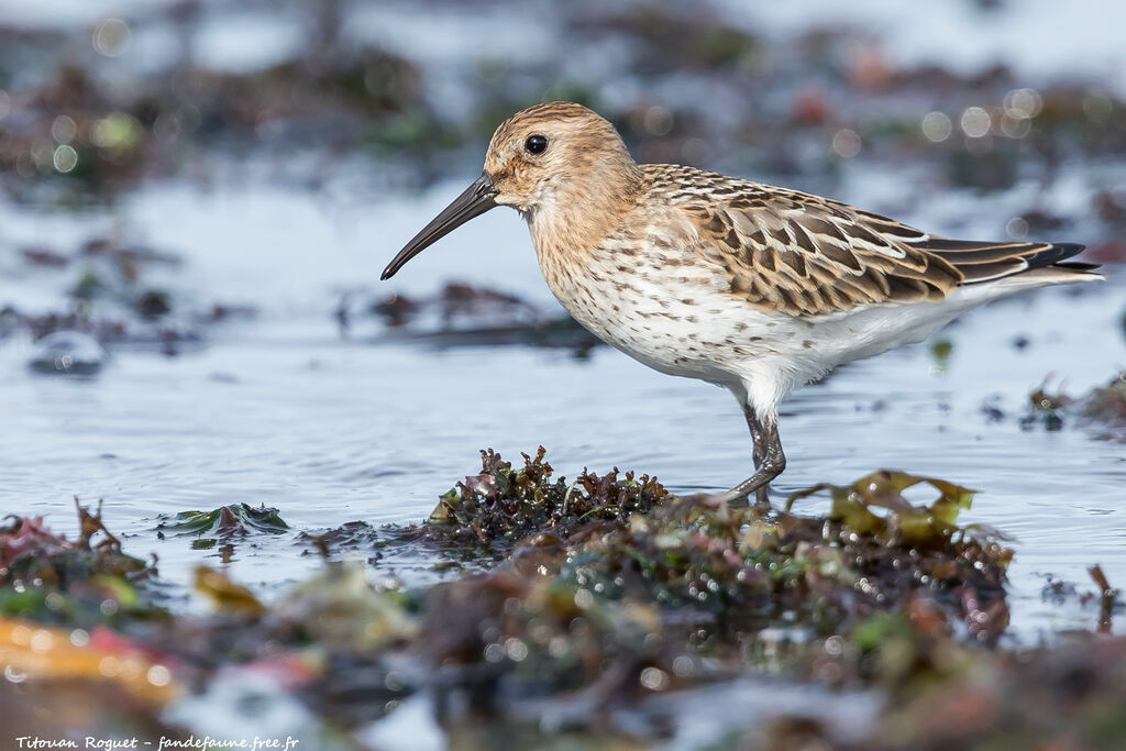 Dunlin