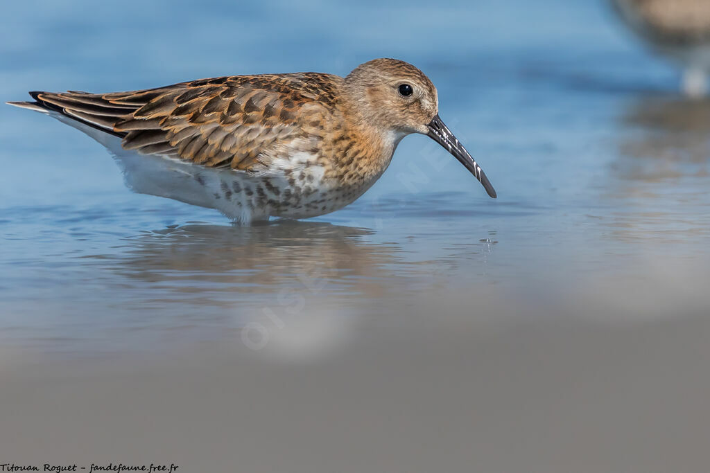 Dunlin