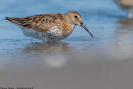 Dunlin