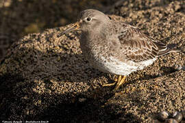 Purple Sandpiper