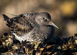 Purple Sandpiper