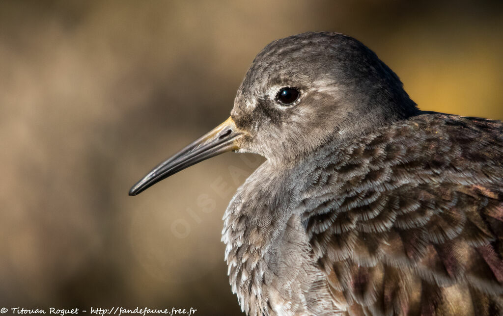 Purple Sandpiper, identification, close-up portrait