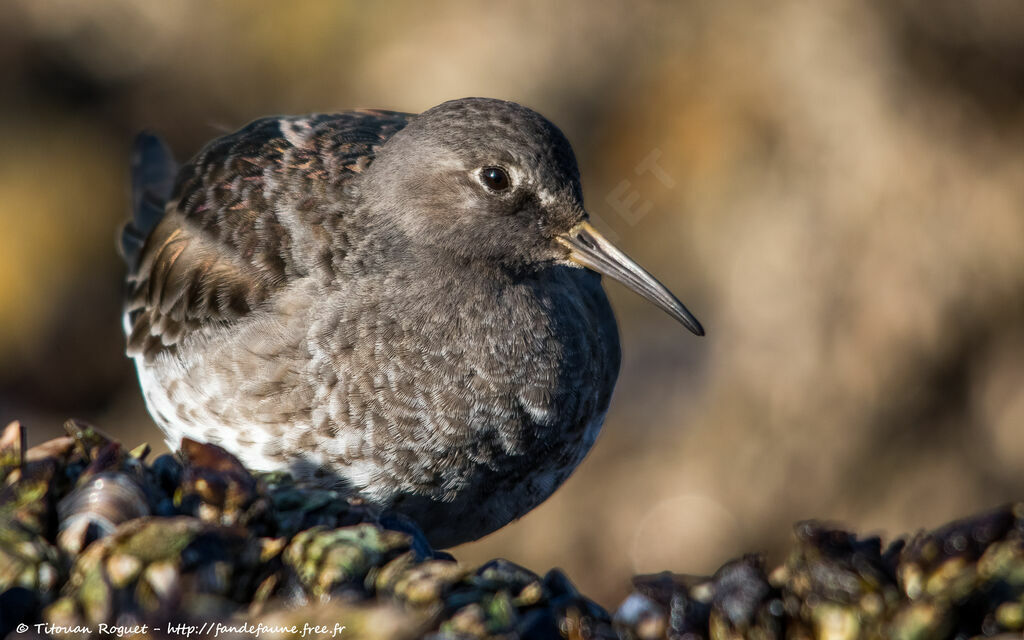 Purple Sandpiper, identification