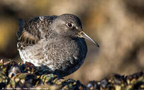 Purple Sandpiper