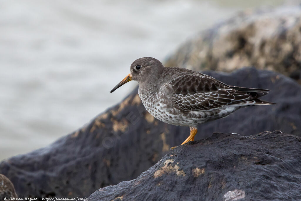 Purple Sandpiper, identification