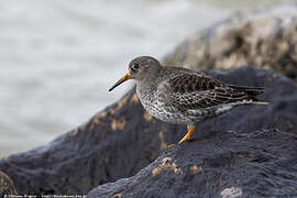 Purple Sandpiper