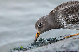 Purple Sandpiper