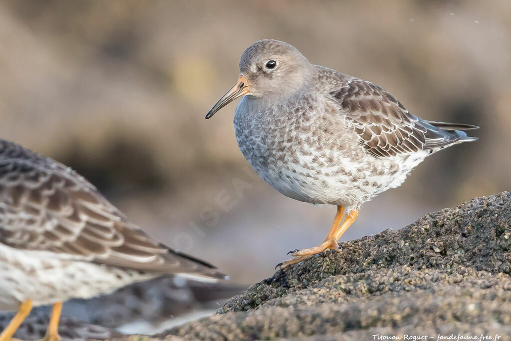 Purple Sandpiper