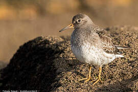 Purple Sandpiper