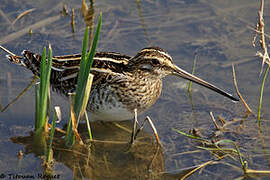 Common Snipe