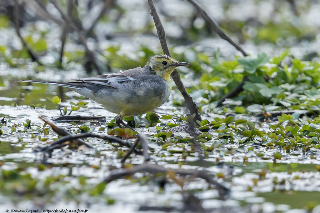 Citrine Wagtail