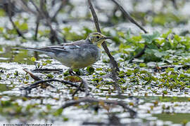 Citrine Wagtail