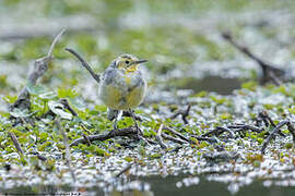 Citrine Wagtail