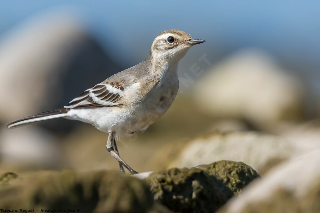 Citrine Wagtail