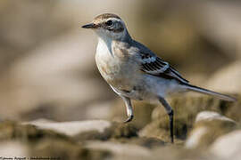 Citrine Wagtail