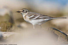 Citrine Wagtail