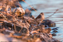 Eastern Yellow Wagtail