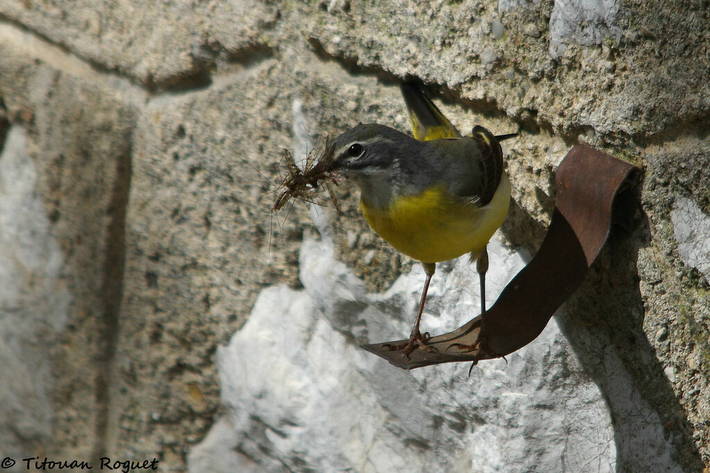 Grey Wagtailadult, identification, eats