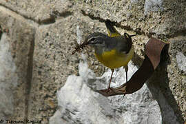 Grey Wagtail