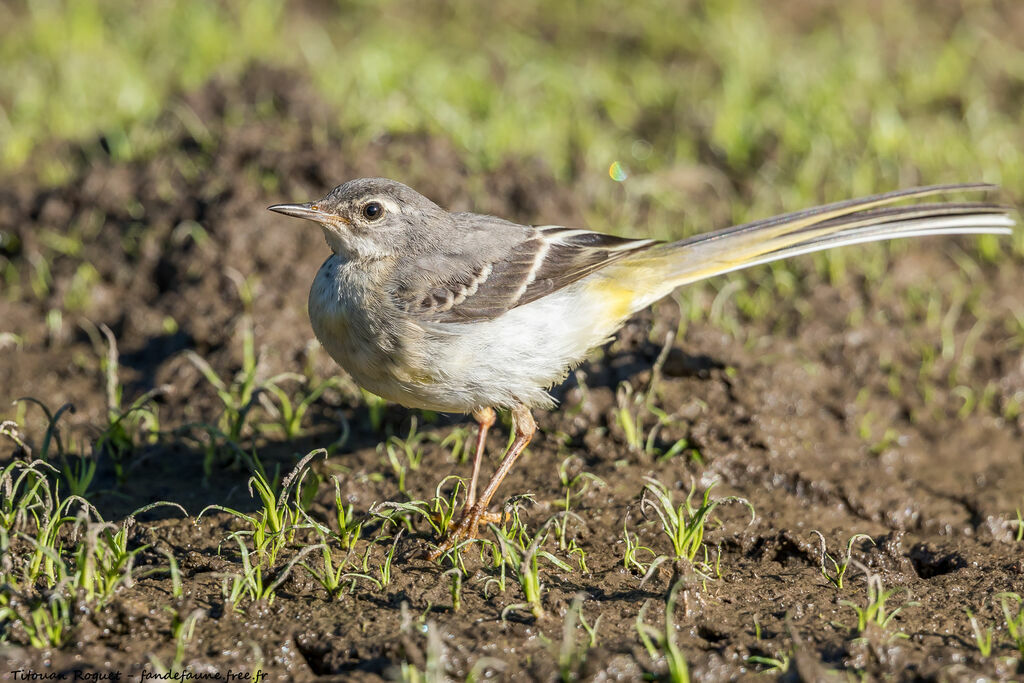 Bergeronnette des ruisseaux