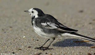 White Wagtail