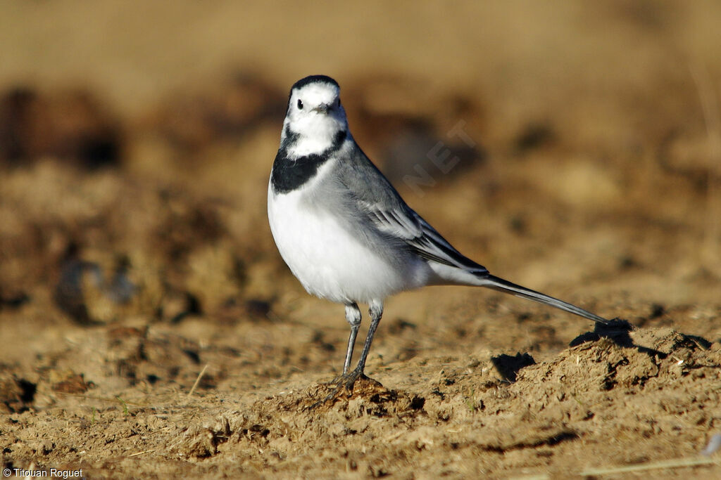 White Wagtail, identification