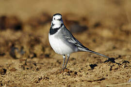 White Wagtail