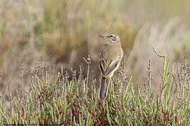 Western Yellow Wagtail