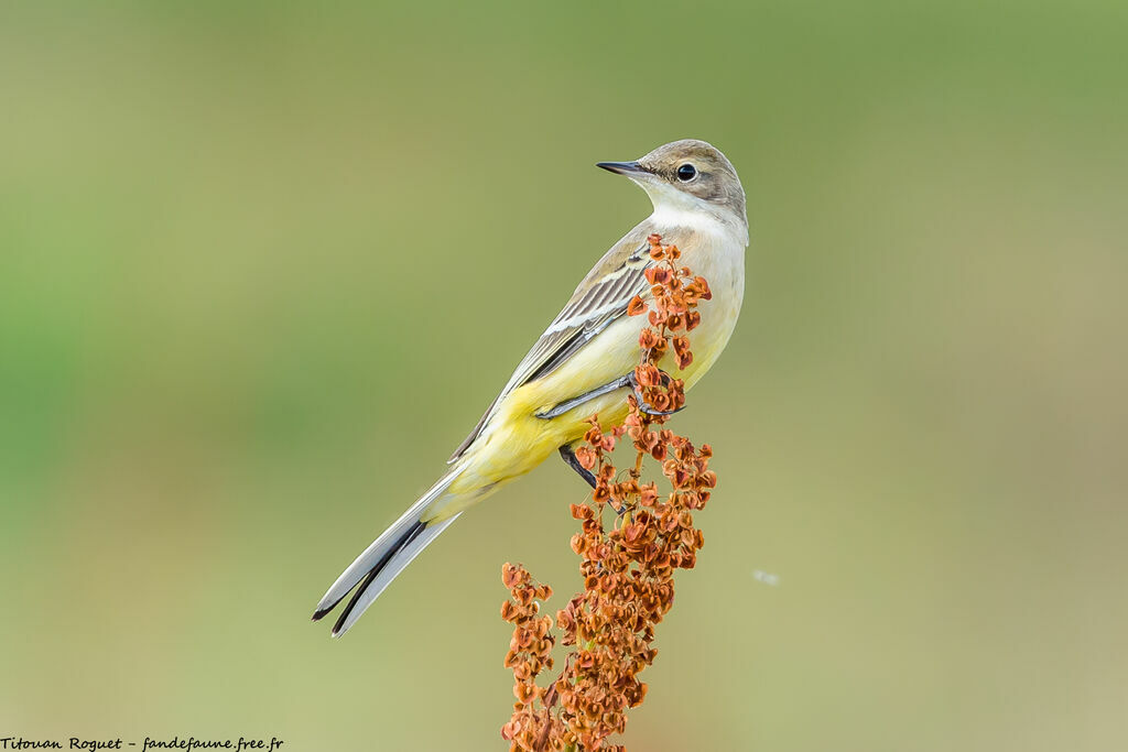 Western Yellow Wagtail