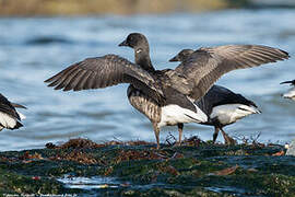 Brant Goose