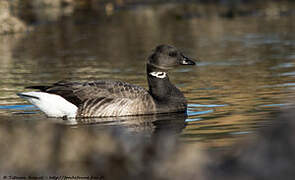 Brant Goose