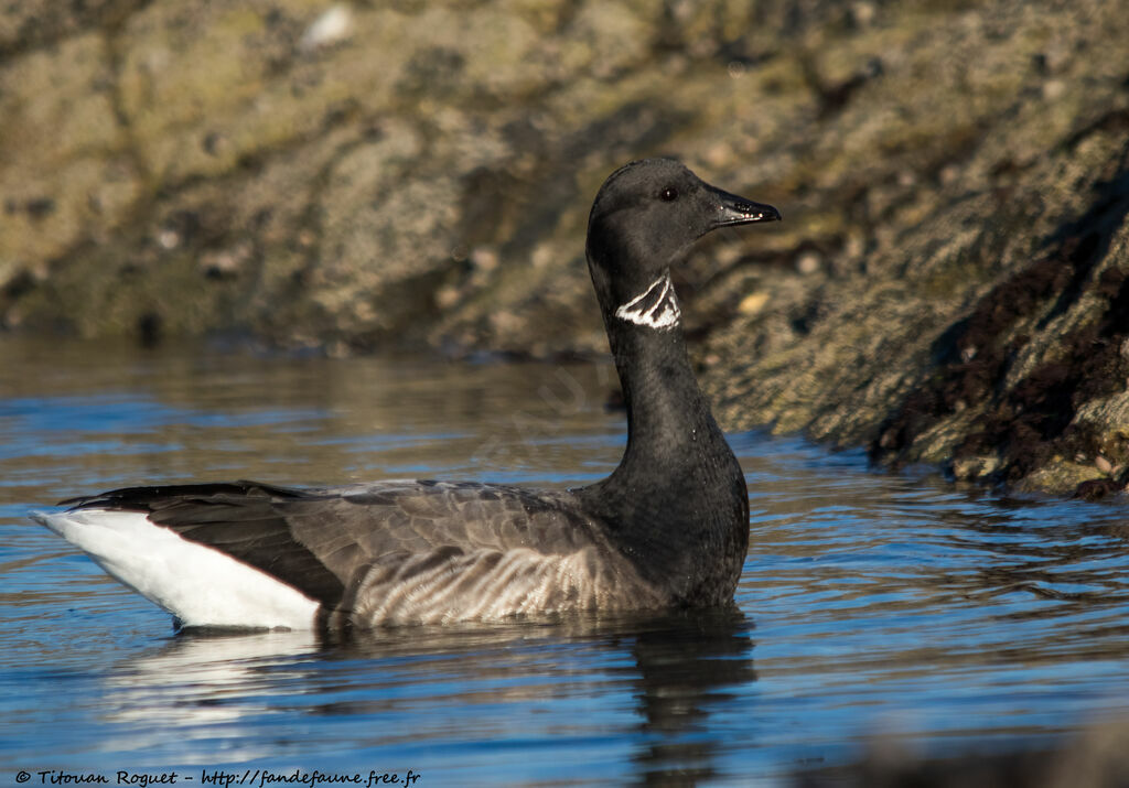 Brant Goose, identification, swimming