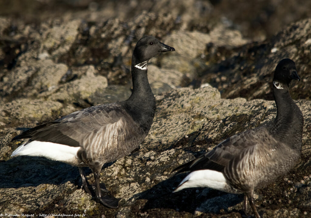 Brant Goose, walking