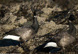 Brant Goose