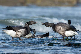 Brant Goose