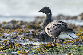 Brant Goose