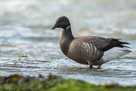 Brant Goose