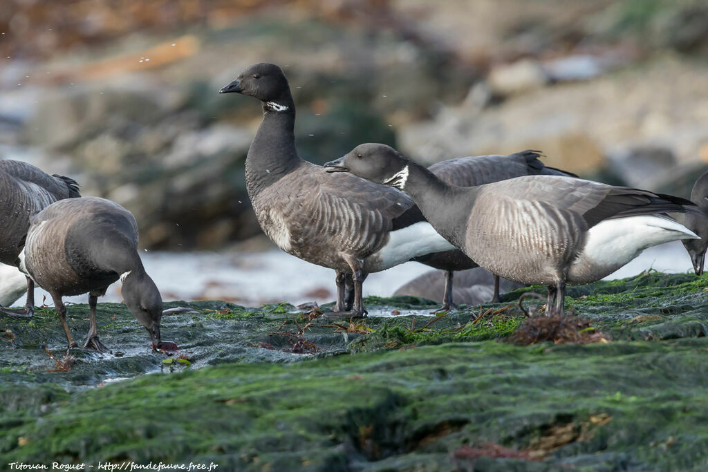 Brant Goose