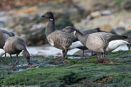 Brant Goose