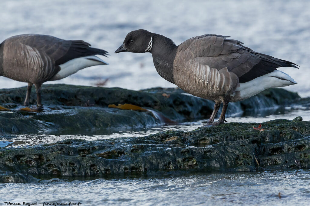 Brant Goose