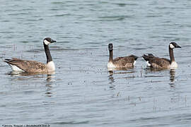 Canada Goose