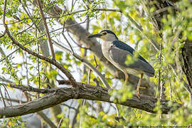 Black-crowned Night Heron