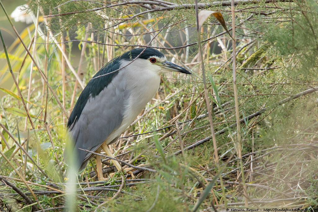 Black-crowned Night Heronadult, identification, close-up portrait, aspect, pigmentation